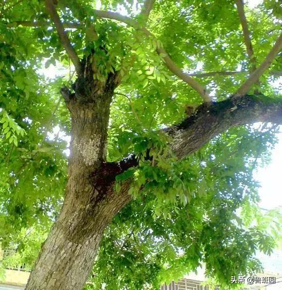 只有这七类木材才是真正的花梨木，教你火眼金睛“识花辨梨”！