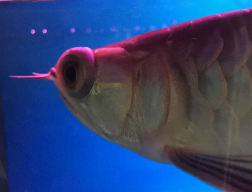 龙鱼常见疾病及治疗方法,龙鱼疾病找哪里救治