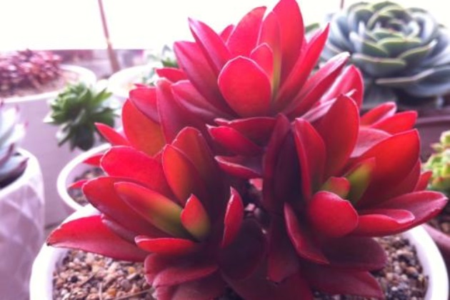 火祭不红怎么回事,为什么有的火祭怎么晒都不红