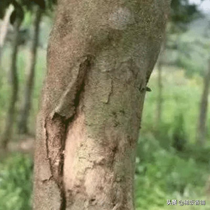 沉香为什么价格差别那么大,一两沉香百两金沉香为啥这么贵