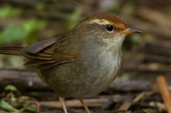 东江揽胜,惠州淡水常见鸟类图谱