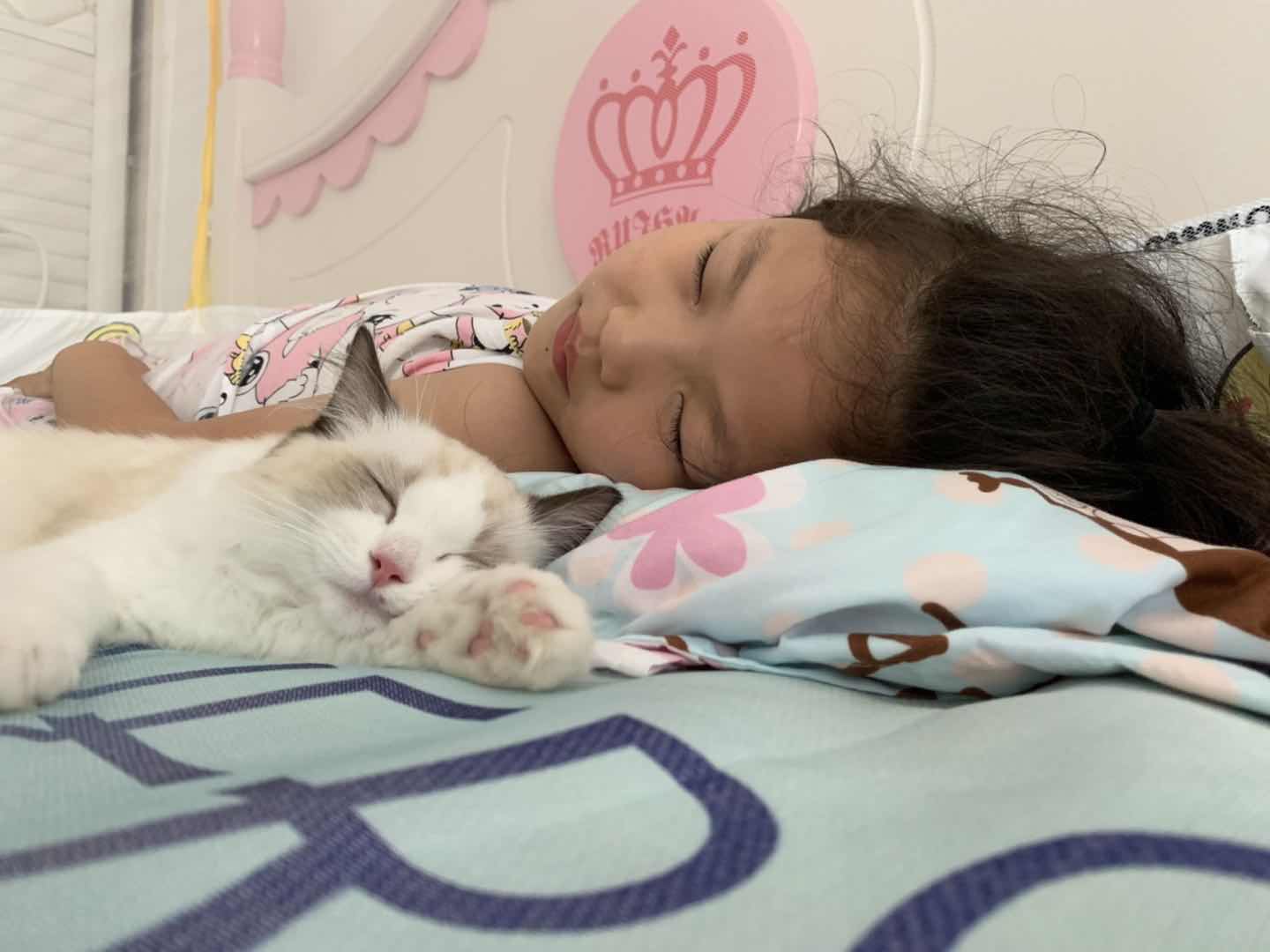 养一只布偶猫是什么感受啊,布偶猫好养吗有什么优点