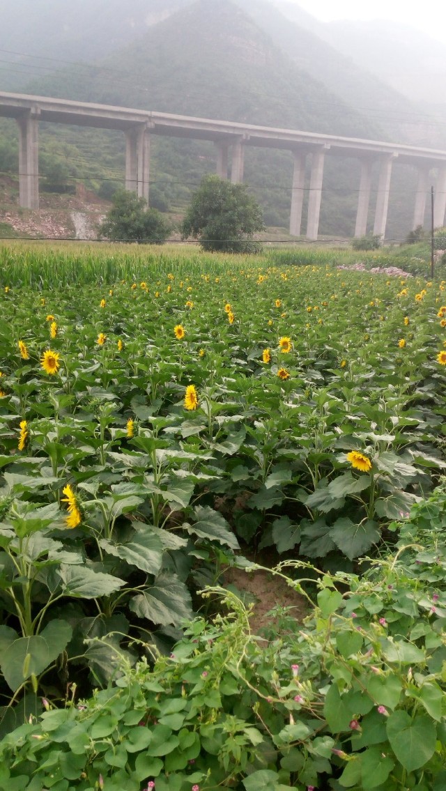 题波云山庄——南岔村