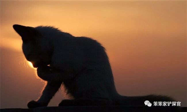猫咪尿血怎么处理最好,猫咪尿血怎么治疗好得快