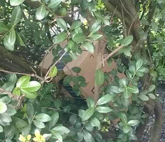 今天下单到过年能收到货吗,今天下单的商品明天正常到货