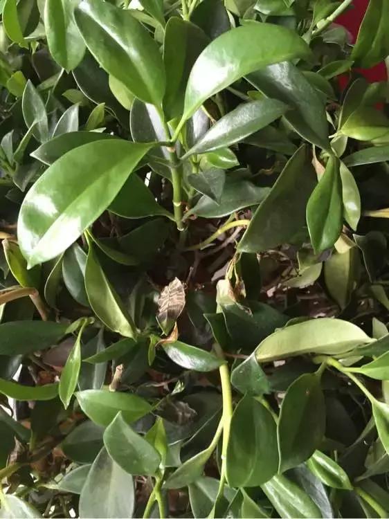 花儿叶子发黄是怎么回事,花儿叶子发黄枯萎萎蔫