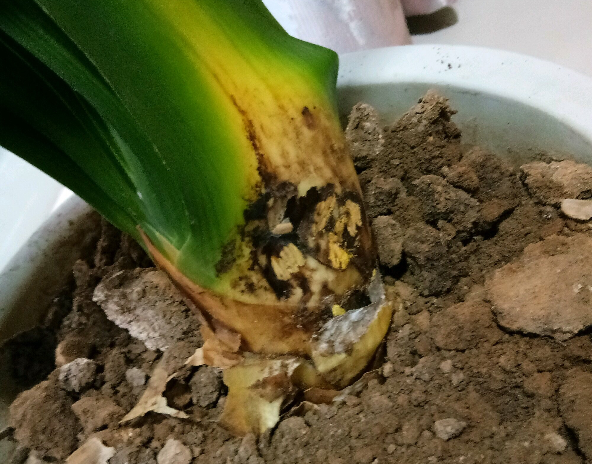 一年四季不死的十种花水养,浇水过多死的植物