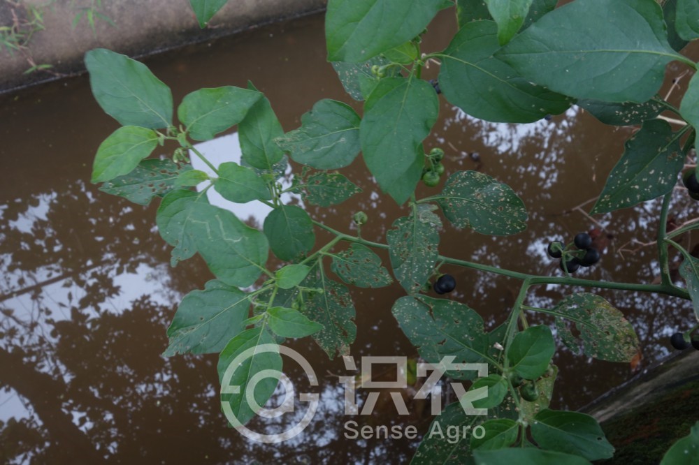 抗癌草第一名龙葵,龙葵抗癌第一名草