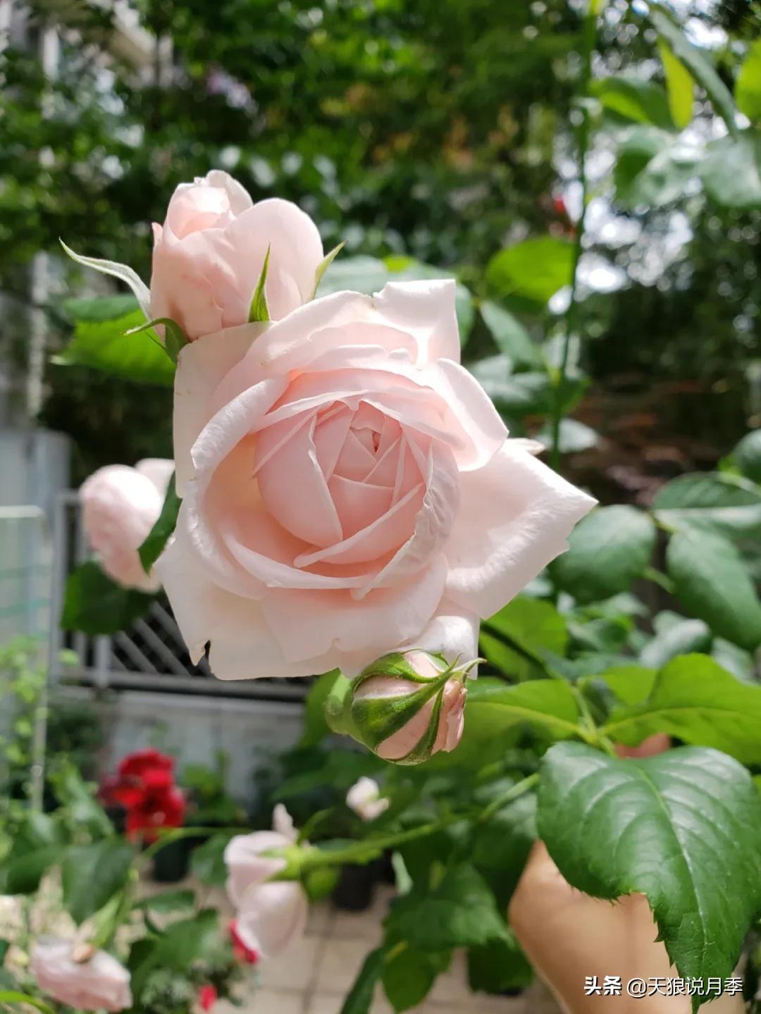 种一株玫瑰,种一株玫瑰间隔多远