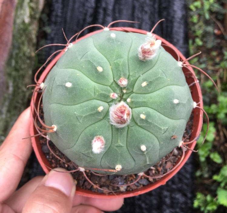 101个仙人球品种,101种仙人球开花图片