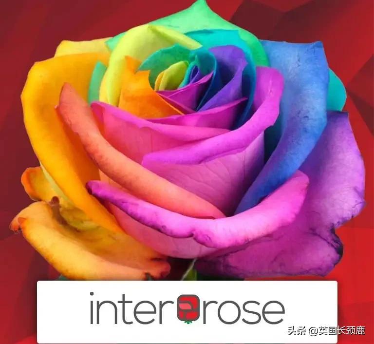 情人节来了怎么少的了fafa?英国鲜花速递服务大盘点:浪漫满分