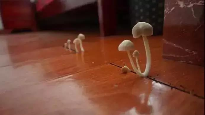 天气潮湿蘑菇长霉了怎么办,梅雨季节房间墙壁长霉怎么处理