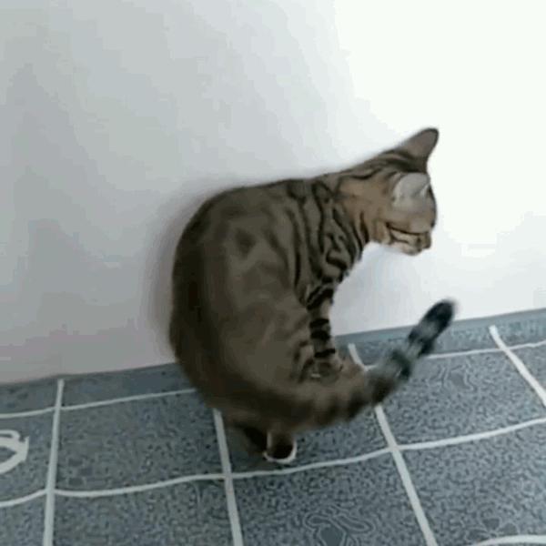 猫咪饲养管理现状,猫和老鼠猫咪现状