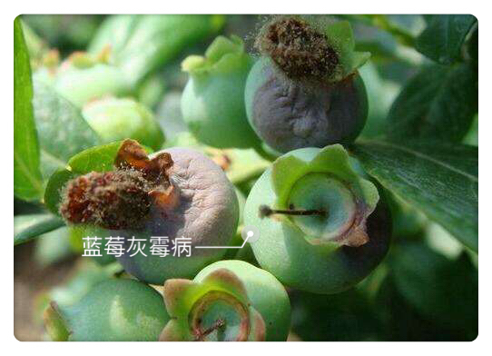 蓝莓灰霉病的症状和治疗方法,天气转暖农作物病虫害防治