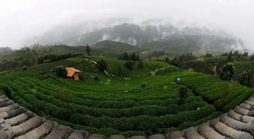 中国五大茶旅胜地,中国十大茶旅城市有哪些