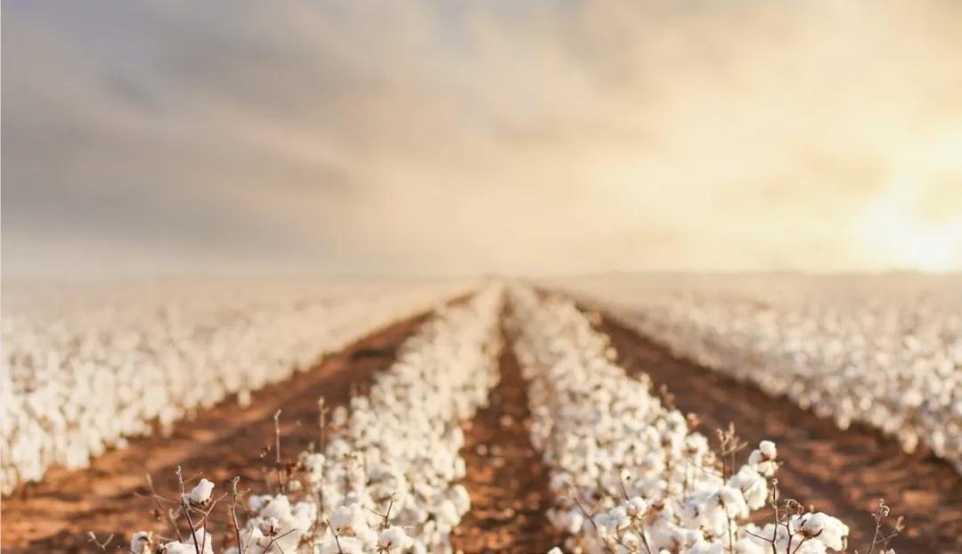 最好的棉花是什么棉怎么区分,长绒棉和普通棉花怎么鉴别