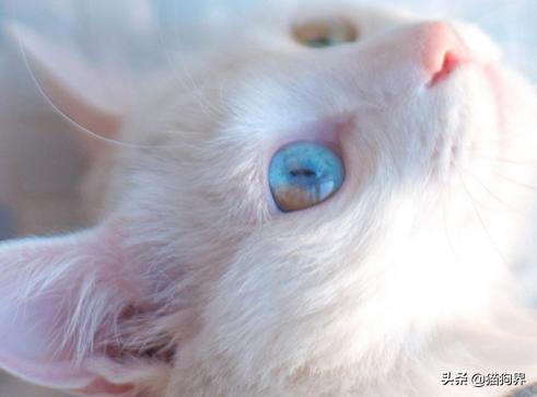 行走的人民币猫,猫界名称