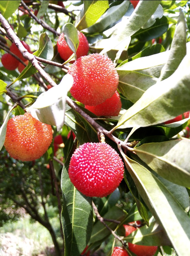 赣州现采摘应季杨梅推荐,又到了杨梅成熟的季节泡点杨梅酒