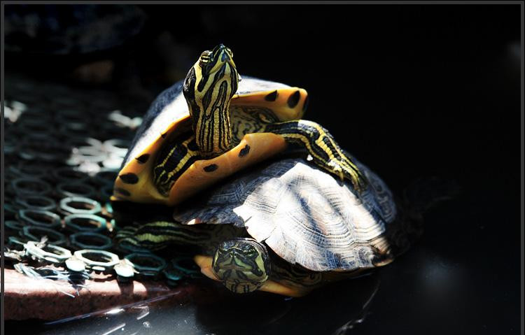 巴西龟的兄弟,巴西龟的辨认方法