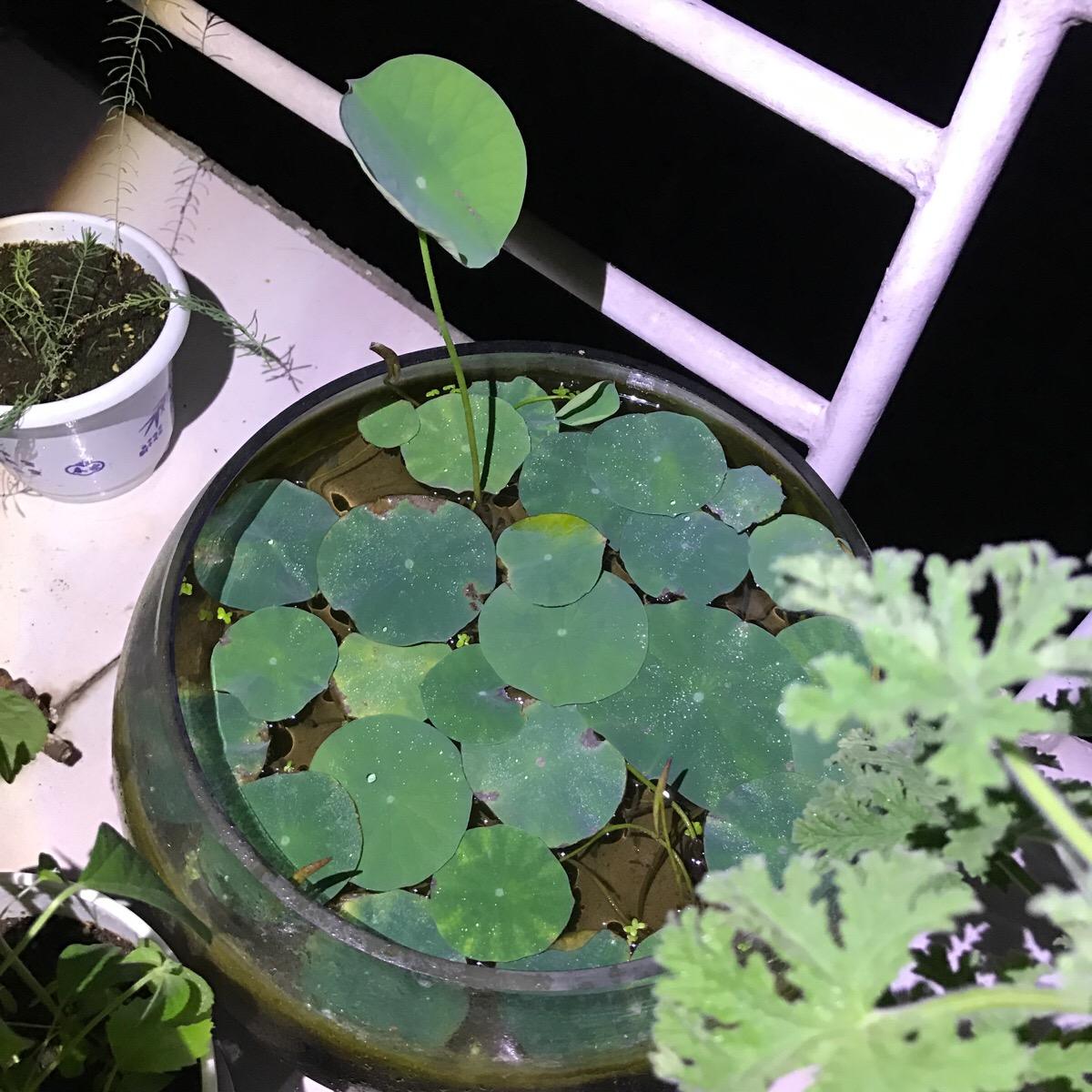 碗莲夏天的养殖方法,碗莲夏天可不可以种