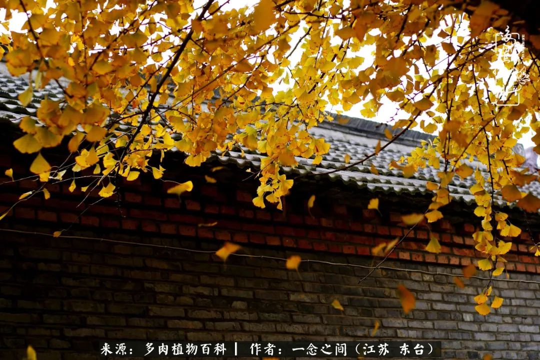 一见多肉误终生,一见多肉误终生从此钱包成路人