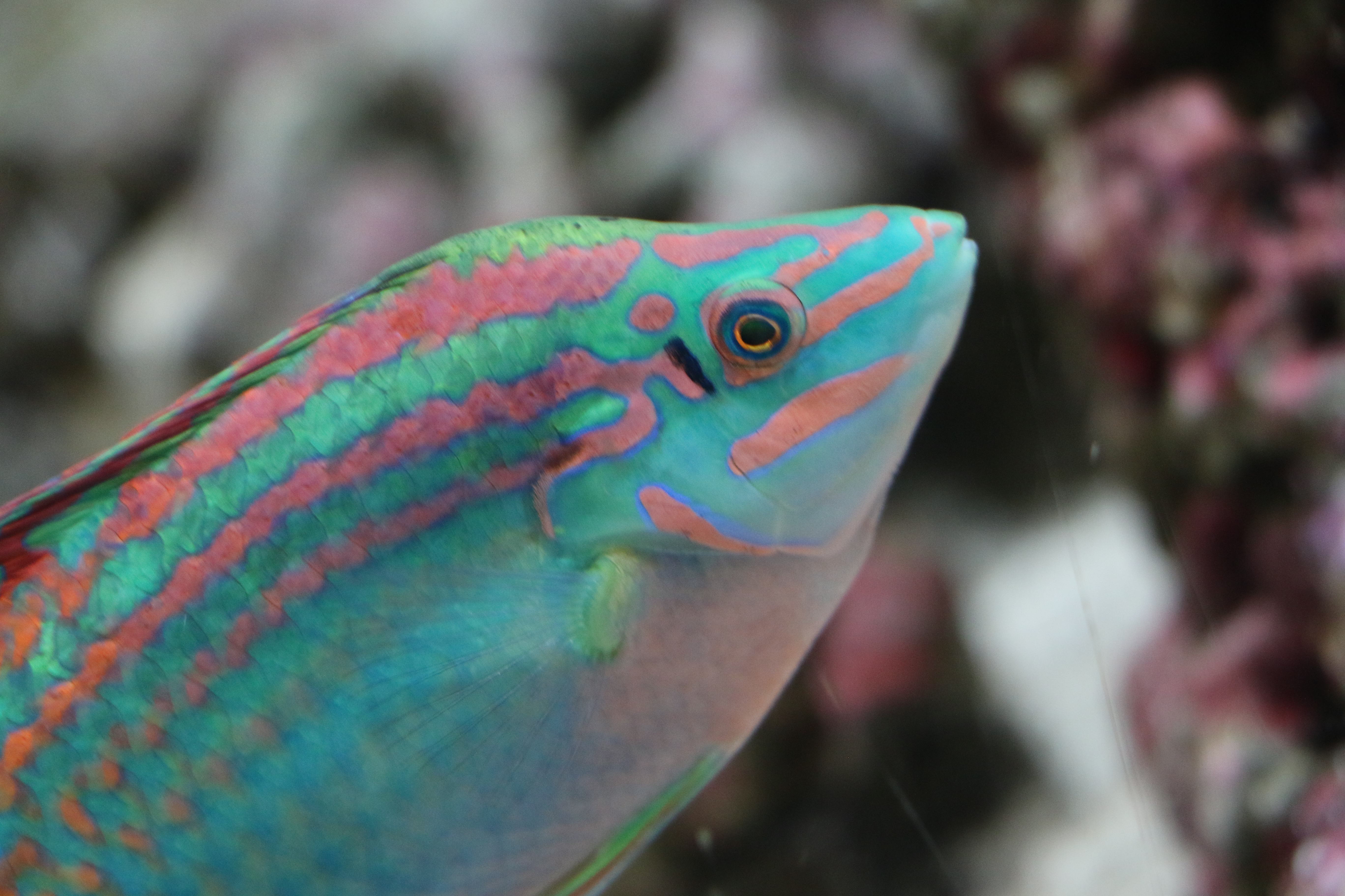 日本奈良自由行详细攻略,日本大阪京都自由行路线