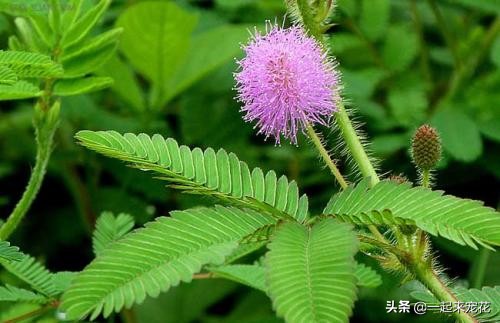 不能在家养的三种有毒的花,不能在家养的十大花