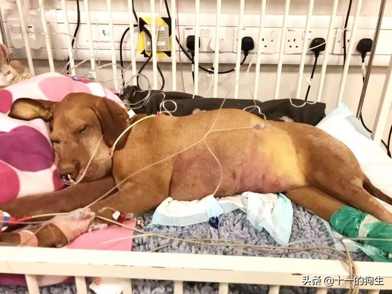 狗狗误食巧克力后有什么反应症状,狗狗要是误食巧克力会有什么反应