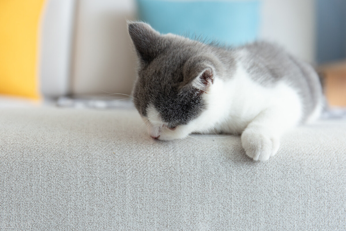 母猫尿频尿少可以自己恢复吗,母猫尿频尿少还老舔怎么回事