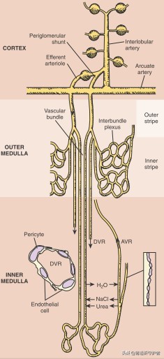 没有一个肾脏还能活吗,如果两个肾都没有了会怎样