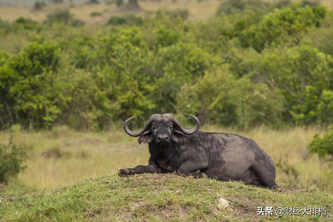 牛市涨幅十大板块,牛市的五个阶段视频