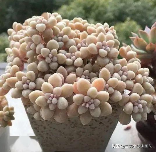 365种·常见花卉图谱，观果和多肉植物收藏篇