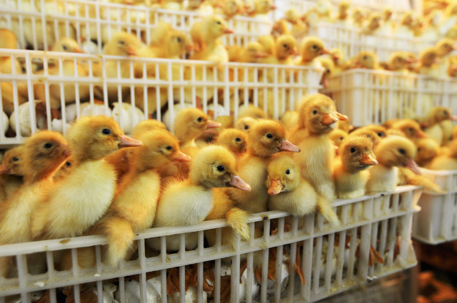 养殖小鸭苗,养鸭育鸭苗利润有多少