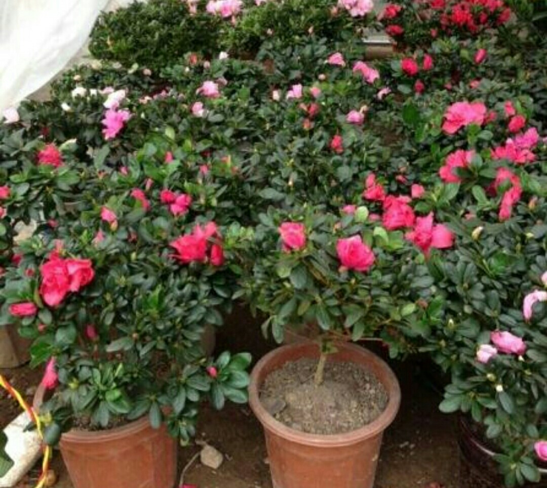 杜鹃花的病虫害防治方法,杜鹃花栽培与病虫害防治的书