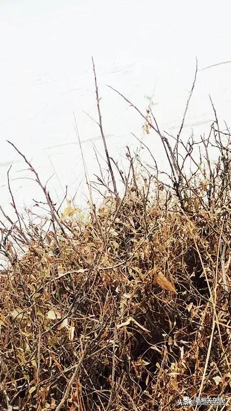 雪就这样悄无声息,开始期待冬天的嘉峪关了