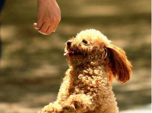 泰迪犬训练方法大全,泰迪犬怎样训练