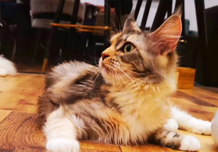 猫咪缺钙瘸脚是什么样的,猫咪跛脚是狂犬病吗