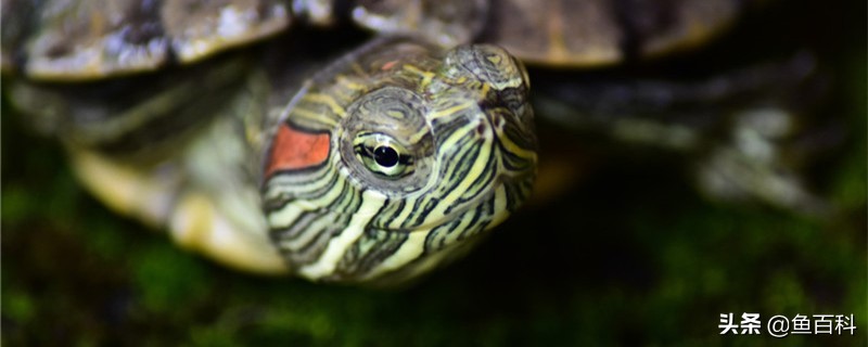 乌龟脖子起白膜怎么回事,怎么判断乌龟身体是蜕皮还是腐皮