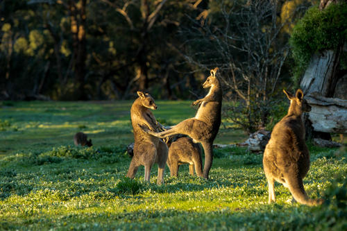 吃国宝吗？袋鼠泛滥成灾，站起来就像个一米九的壮汉打拳击