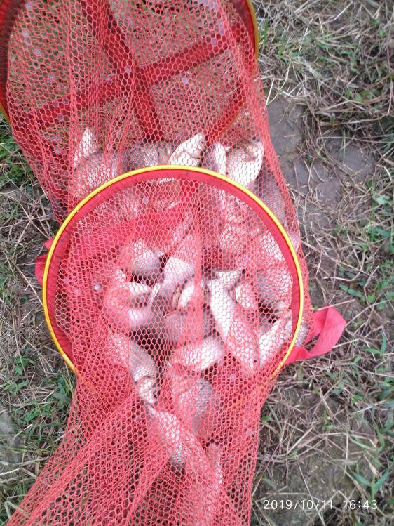 本汀宗师有限量版吗,本汀太极宗师黑坑竿