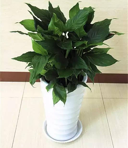 史上最全的花卉介绍，认识超过30种以上绝对是大神