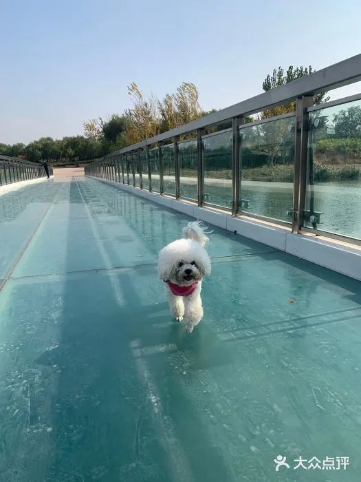 北京哪些公园可以带狗进入游玩,北京适合带宠物玩的地方推荐