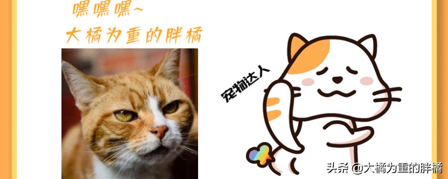猫咪吐毛球什么方法最好,猫咪吐毛球最有效的方法