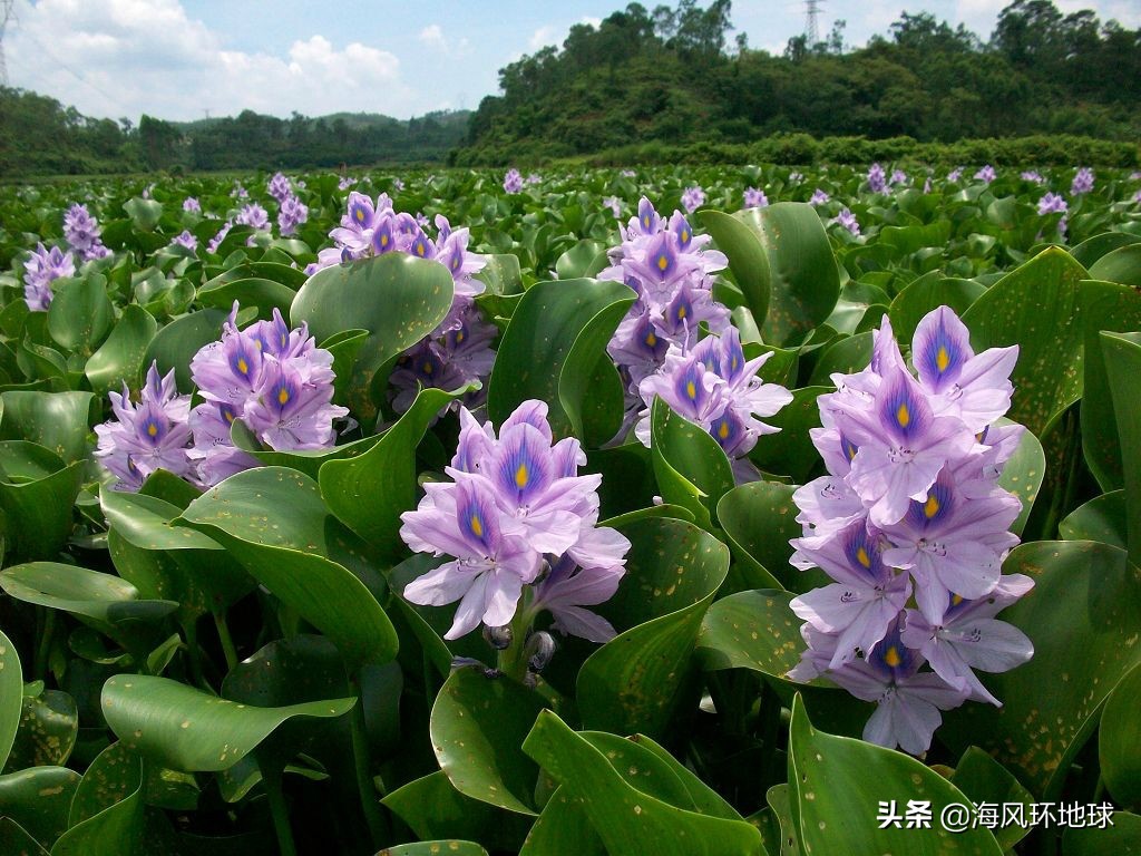 水葫芦在我国泛滥成灾说明了什么,南美洲水葫芦为什么没有泛滥成灾