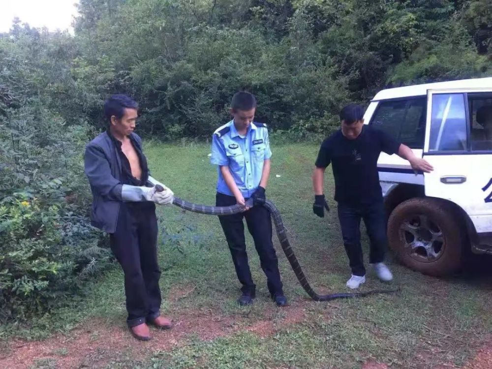 一只眼镜蛇可毒死几名成年人,剧毒眼镜蛇吓人