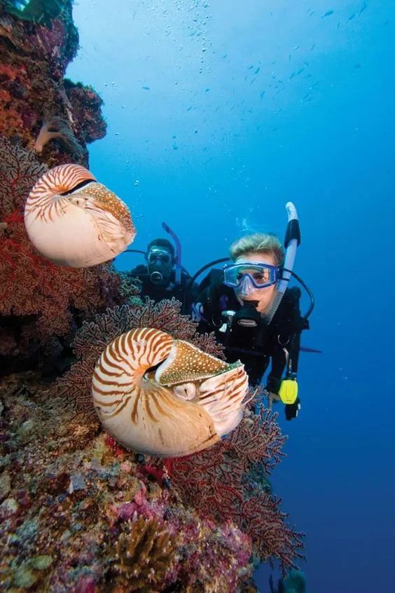 潜水圣地推荐帕劳,帕劳潜水旅游攻略