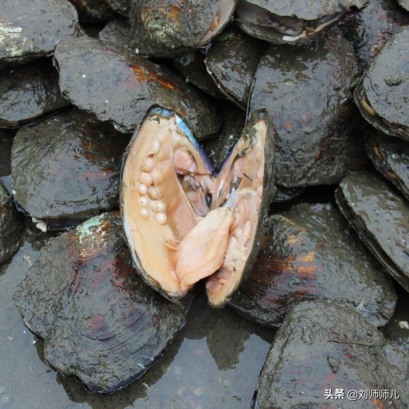 淡水珍珠怎么保养更亮,淡水珍珠真假辨别方法