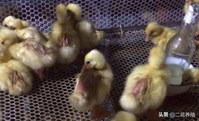 小鹅拉白痢吃什么药?小鹅脚无力怎么办?试试这种治疗方法