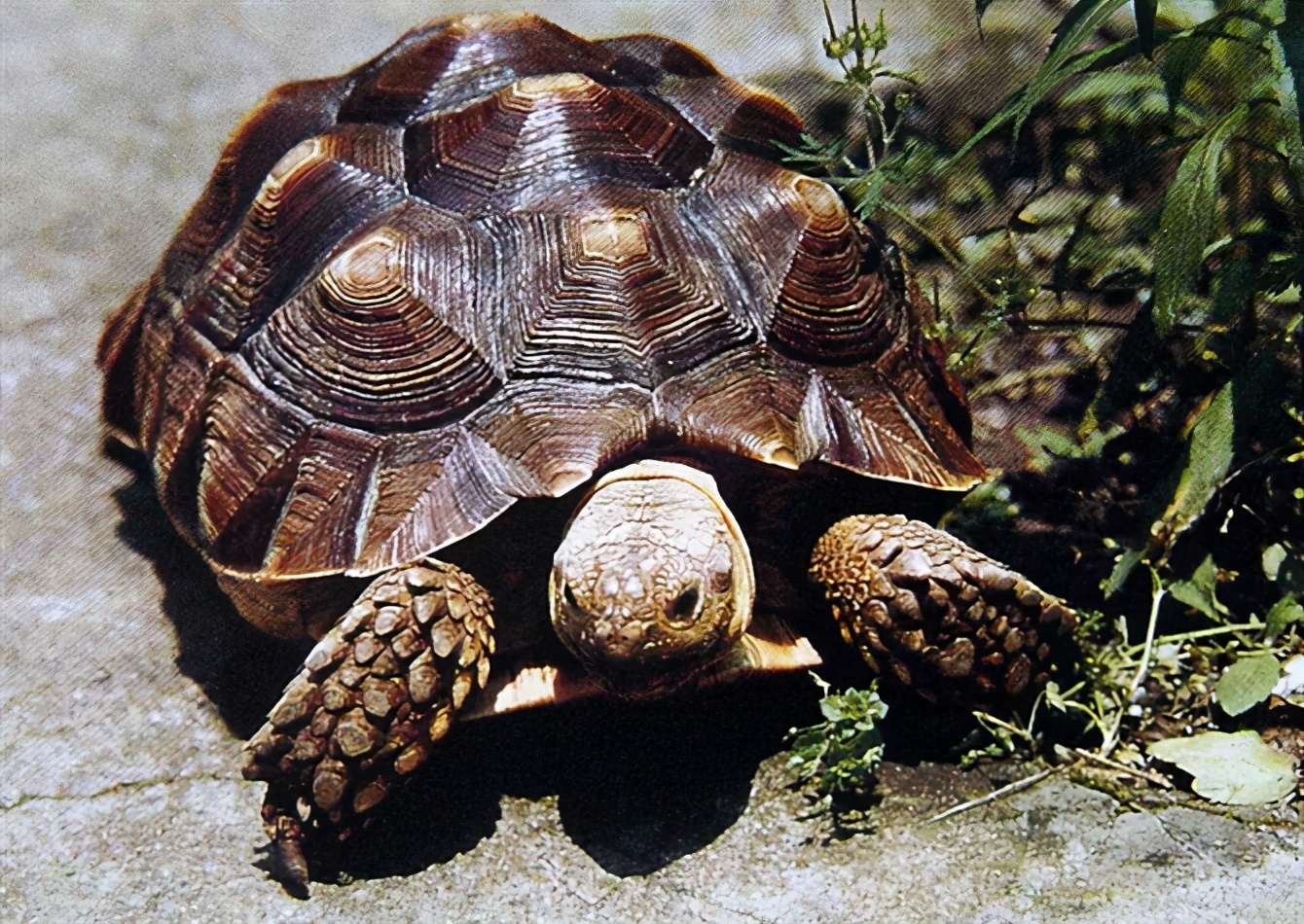 龟类纪录片,龟类图片