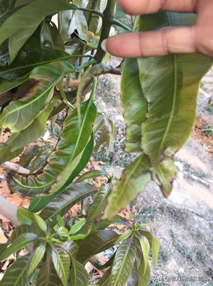 毒死蜱可以喷芒果吗,高效氯氰菊酯在芒果使用杀什么虫